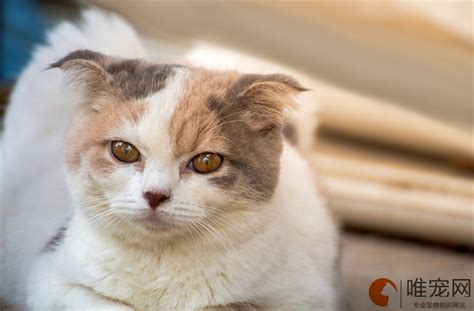 貓咪要生的前兆|猫咪生产前三天，这些征兆告诉你它要当妈妈了！